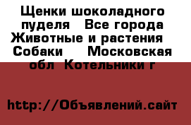 Щенки шоколадного пуделя - Все города Животные и растения » Собаки   . Московская обл.,Котельники г.